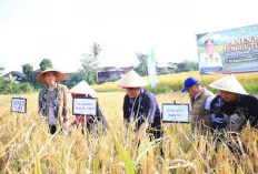 Dorong Produktivitas Padi Semende, Herman Deru Salurkan Traktor dan Ingatkan Bahaya Narkoba