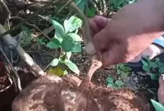 Kecantikan Alami dari Umbi Nusantara: Menguak Manfaat Bengkoang untuk Kulit Sehat dan Cerah