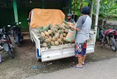 Tarik Minat Pembeli, Tawarkan Buah Nanas yang Sudah Dikupas, Selain Itu Sangat Terjangkau   