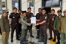 Serahkan Satwa Dilindungi ke Balai Konservasi SDA Sumsel   