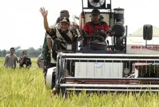 Panen Raya Seluas 2,5 Hektar, Menggunakan Combine Harvester