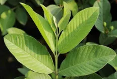 Daun Jambu Biji Sangat Bermanfaat Bagi Kesehatan Tubuh 