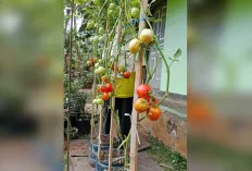 Kreatif, Dukung Program Sumsel Mandiri, Tanam Sayur Gunakan Galon Bekas 
