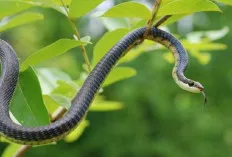 Waspada! Ini 3 Jenis Ular yang Paling Sering Bersembunyi di Halaman Rumah dan Kebun