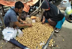 Sanga Desa ‘Banjir’ Buah Duku, Berikut Harga Per Kilogramnya