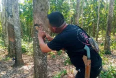 Harga Karet Turun, Petani Sumsel Berharap Tetap Bertahan di Atas Rp20 Ribu