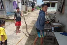 Remaja di Palembang Tangkap Ular Piton 4 Meter Usai Hujan Deras