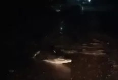 Buaya Hebohkan Warga Sungai Lilin , Terlihat Menyeberang Jalan Saat Air Pasang