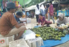 Musim Panen, Buah Kuini Diburu Warga Sanga Desa karena Harga Murah