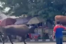 Sapi Hewan Kurban Lepas, Menjadi Tontonan Warga 