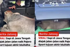 Wow! Mobil Pajero Bawa Sapi Kurban, Warganet Dibuat Geleng-Geleng Kepala