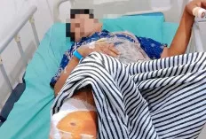  Warga OKU Diserang Beruang Saat Menyadap Karet, Alami Luka Serius