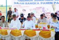 Provinsi Sumsel Kian Mandiri Pangan, Panen IP 200 Banyuasin Tembus 8 Ton per Hektar