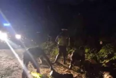 Akses Jalan Lintas Tengah Musi Rawas Lancar, Tapi Hati-Hati Ada Pohon Tumbang