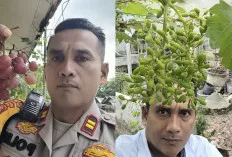 Asyik, Kapolsek Muara Kuang Polres Ogan Ilir Panen Anggur Perdana
