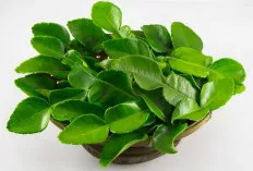 Ternyata Daun Jeruk Nipis Banyak Manfaat, Yuk Simak    