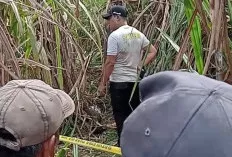Polres Ogan Ilir Buru Pelaku Pembunuhan PPL Hamil di Perkebunan Tebu