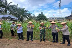 Polres Muba Panen Raya Jagung Tahap 1 Seluas 20 Hektar, Ini Hasilnya 