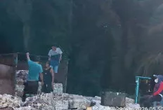Harga Getah Karet di Sungai Lilin Turun Rp2.000, Masih Bertahan di Kisaran Rp20 Ribu per Kilogram