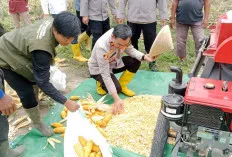  Polsek Muara Kuang Hadiri Panen Jagung Program Ketahanan Pangan Desa Tanjung Miring