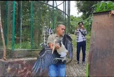 BKSDA Sumsel Evakuasi Enam Satwa Dilindungi dari Agrowisata Kebun Kito Lubuklinggau