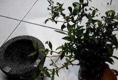 Minyak Urang Aring,  Warisan Tradisional untuk Rambut Sehat dan Berkilau