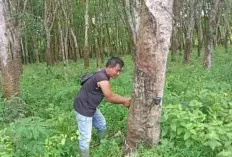 Sejumlah Kebun Karet Dialih Fungsi Jadi Kebun Sawit, Imbasnya Produksi Getah Menurun