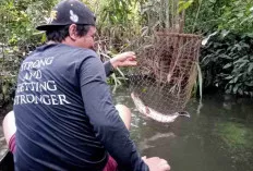 Gunakan Getek, Telusuri Anak Sungai, Para Pencari Ikan Berburu Ikan Toman