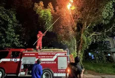 Damkar Muba Evakuasi Sarang Tawon di Jalan Lingkar Randik