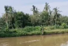 Sapi Kurban Tercebur dan Hanyut di Sungai Komering, Warga Gotong Royong Selamatkan   