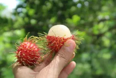 Jangan Dibuang! Kulit Buah Rambutan Simpan Segudang Manfaat Tak Terduga untuk Kesehatan   