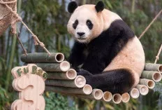 Fakta Unik Panda Raksasa, Beruang Soliter Pencinta Bambu