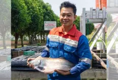 Ikan Belida Ternyata Masih Ada, Kini Statusnya Dilindungi Penuh