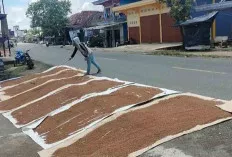 Cuaca Terik, Para Petani Bergembira, Pengeringan Gabah Padi Bisa Lebih Cepat 