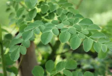 Fantastis! Manfaat Luar Biasa Daun Kelor untuk Kesehatan dan Kecantikan