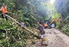 Evakuasi Pohon Tumbang Tutupi Jalan Provinsi 