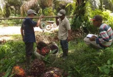 Pekan Kedua Juni 2024, Segini Harga Tandan Buah Segar di Kecamatan Sanga Desa 