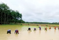 Jalankan Program Optimalisasi Lahan Sawah, OKI Sudah Berjalan