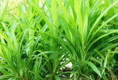 7 Manfaat Daun Pandan untuk Kesehatan: Rahasia Alami yang Wajib Anda Ketahui