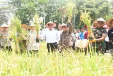 Strategi Herman Deru: Sumsel Kunci Ketahanan Pangan Nasional