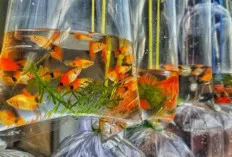 Tips dan Trik Merawat Ikan Hias agar Sehat dan Berumur Panjang