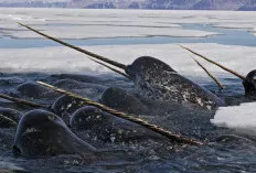 Mengenal Narwhal, Paus Bergading dari Kutub Utara