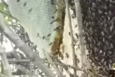 Madu Hitam dengan Rasa Pahit yang Unik, Banyak Manfaatnya Loh