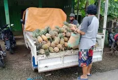 Berkah Jelang Ramadan, Penjualan Nanas Laris Manis