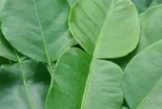 Daun Jeruk, Bukan Sekadar Pengharum Masakan: Segudang Manfaat bagi Kesehatan Terungkap