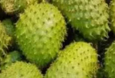 Nangka Belanda: Bukan Hanya Rasa Manis, Tapi Juga Sehat Berlimpah