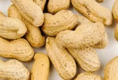 Kacang Tanah: Kecil Namun Kaya Manfaat untuk Kesehatan Anda