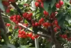 Kecil Namun Berkhasiat, Inilah Manfaat Buah Ceri untuk Kesehatan