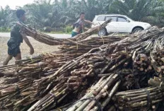 Kirim Bahan Setengah Jadi ke Pulau Jawa, Lalu Dibuat Furniture Bernilai Jual Tinggi 
