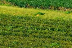 Manfaat Minum Teh Hijau, Tapi Jangan Dicampur dengan Ini Secara Berlebihan